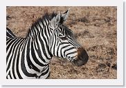 07IntoNgorongoro - 011 * Zebra.